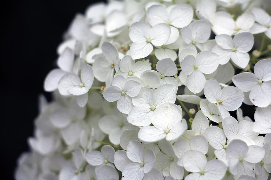 White Blossom Hydrangea Photograph by Amanda Vincent - Fine Art America