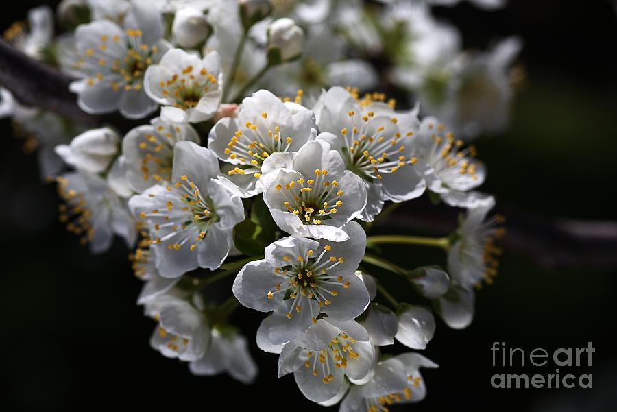 White Blossom Photograph by Joy Watson