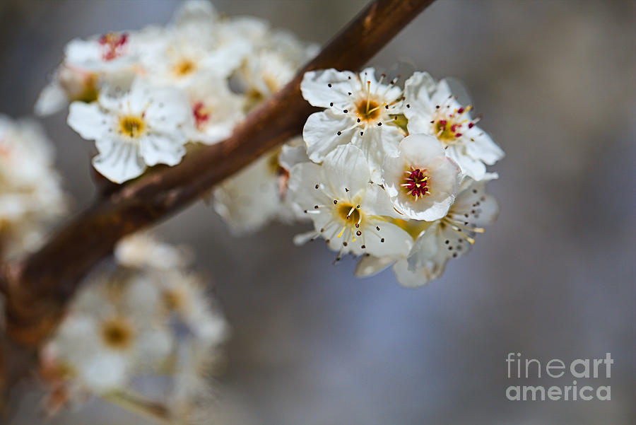 White Blossom On Branch Photograph by Joy Watson