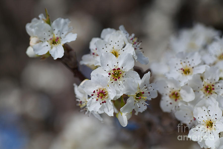 White Blossom Tree Bloom Photograph by Joy Watson