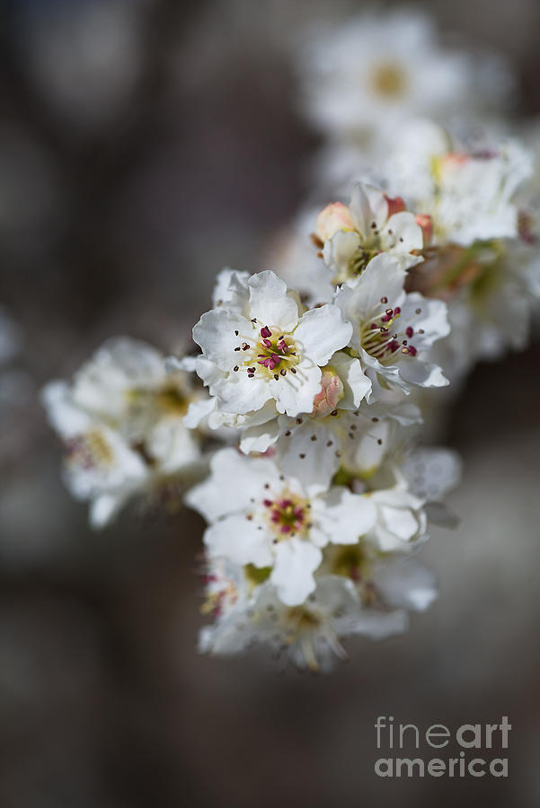 White Blossom Tree Photograph by Joy Watson