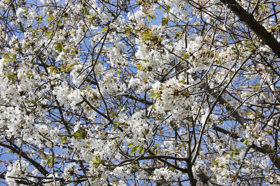 White Blossom Tree Photograph by Vicki Spindler