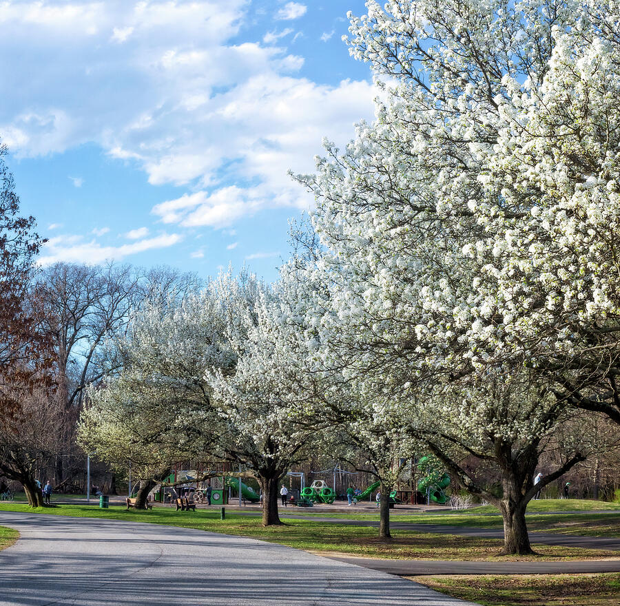 Spring Photograph - White Blossoms Blend Into The Clouds Pano by Brian Wallace