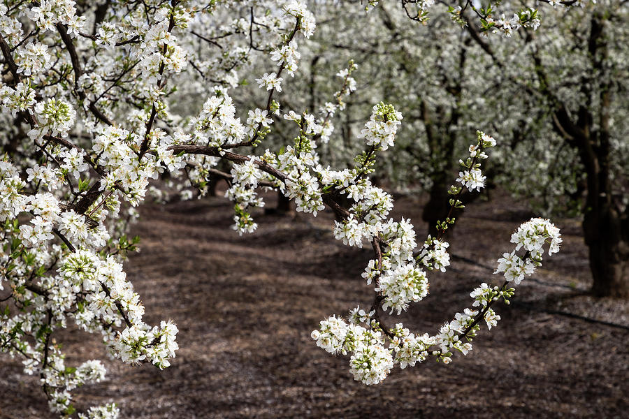 White Blossoms Photograph by Elvira Peretsman
