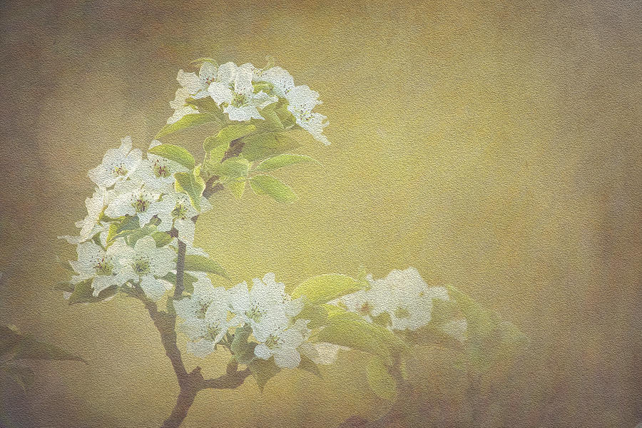 White Blossoms in Watercolor Photograph by Joni Eskridge