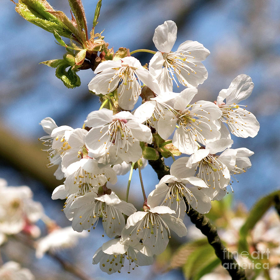 White Blossoms of a Cherry Tree Photograph by Silva Wischeropp
