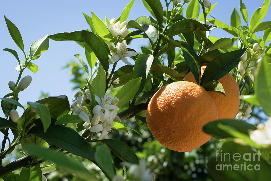 White blossoms, ripe oranges and floral beauty in the Mediterranean sunlight Photograph by Adriana Mueller