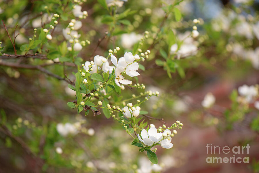 white Blossoms Photograph by Vera Chwostyk white Blossoms Photograph by Vera Chwostyk