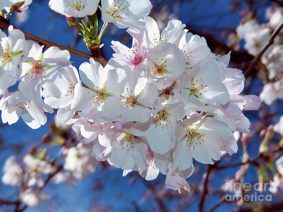 White Blossoms with Carolina Blue Photograph by Amy Dundon