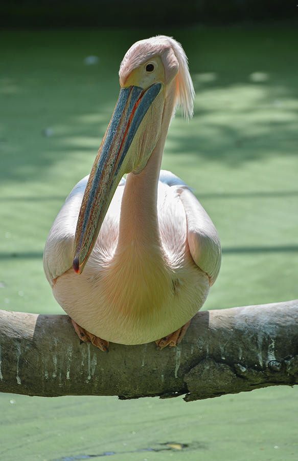 White Blue Pelican Painting by Swarnadeep Sarkar Sarkar - Fine Art America