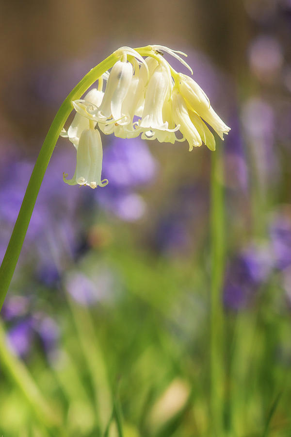 White Bluebell Photograph by Framing Places