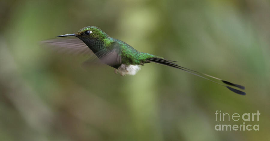 Hummingbird Photograph - White-Booted Racket-Tail by Eva Lechner