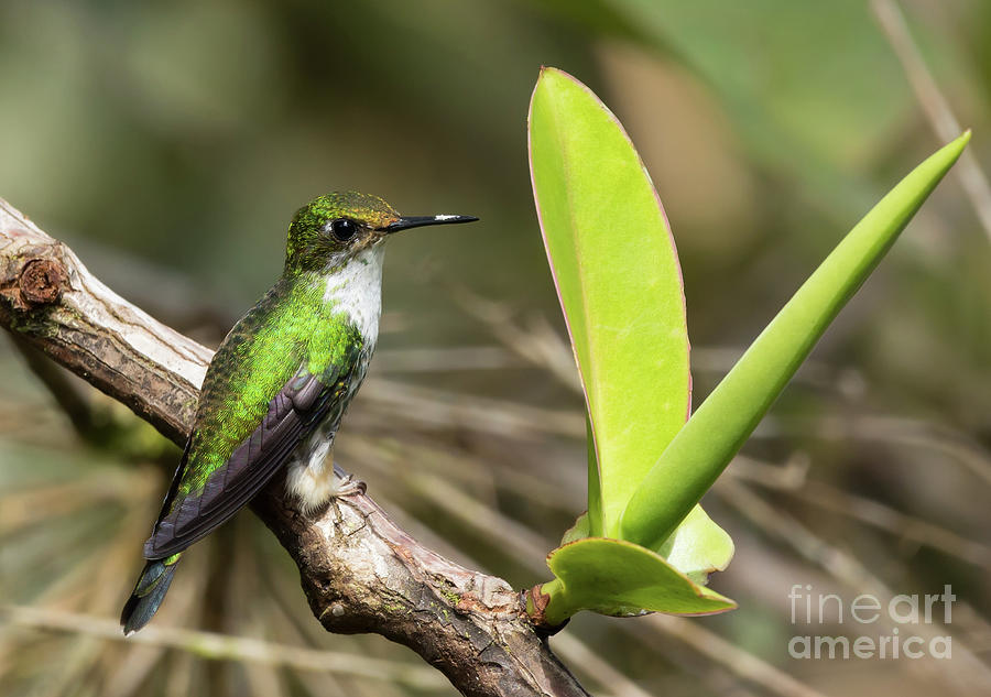 Hummingbird Photograph - White-Booted Racket-Tail Female by Eva Lechner
