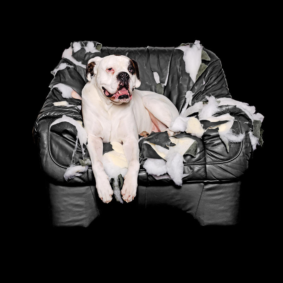 White Boxer is on a leather chair Photograph by Delectus