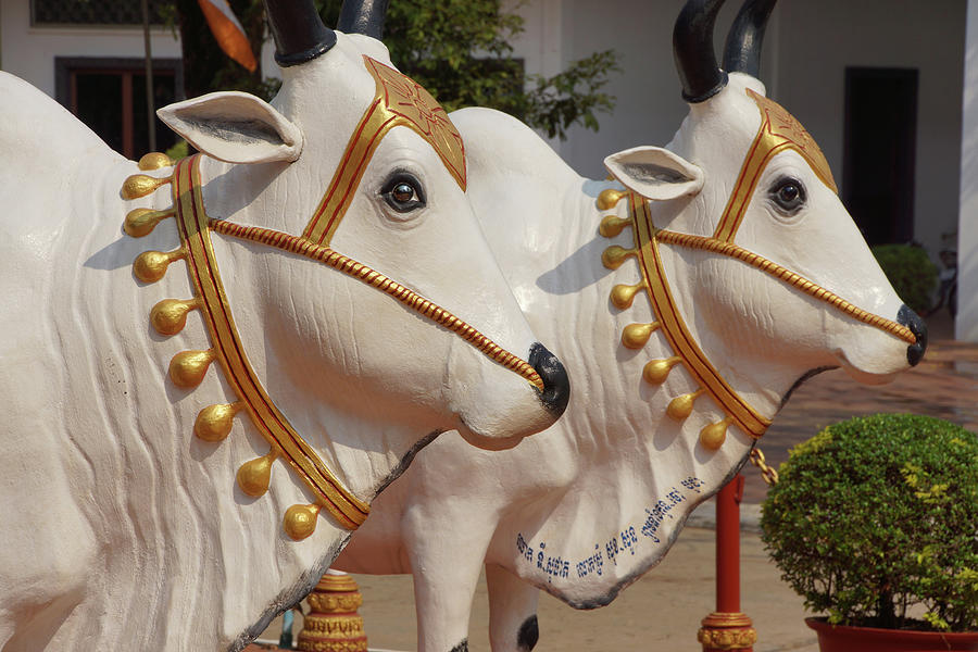 white Brahma Bulls Photograph by Steve Estvanik