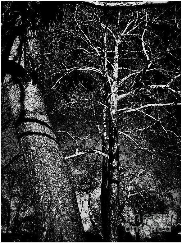 White Branches on Black Photograph by Frank J Casella
