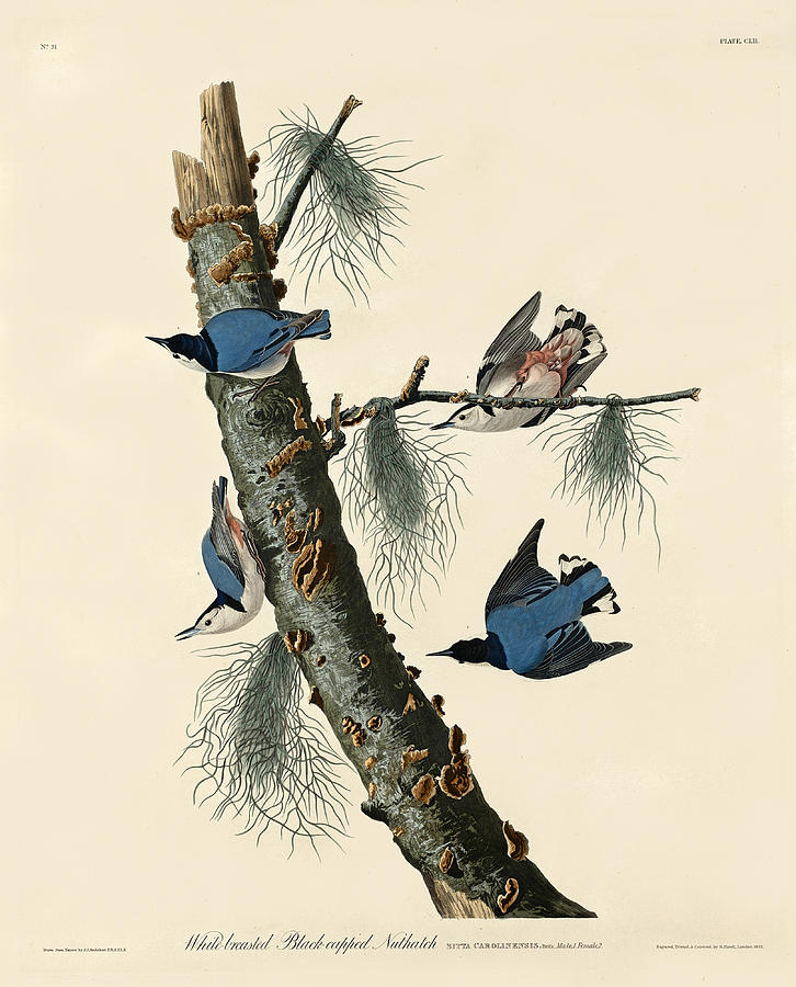Robert Havell Drawing - White-breasted Black-capped Nuthatch by Robert Havell