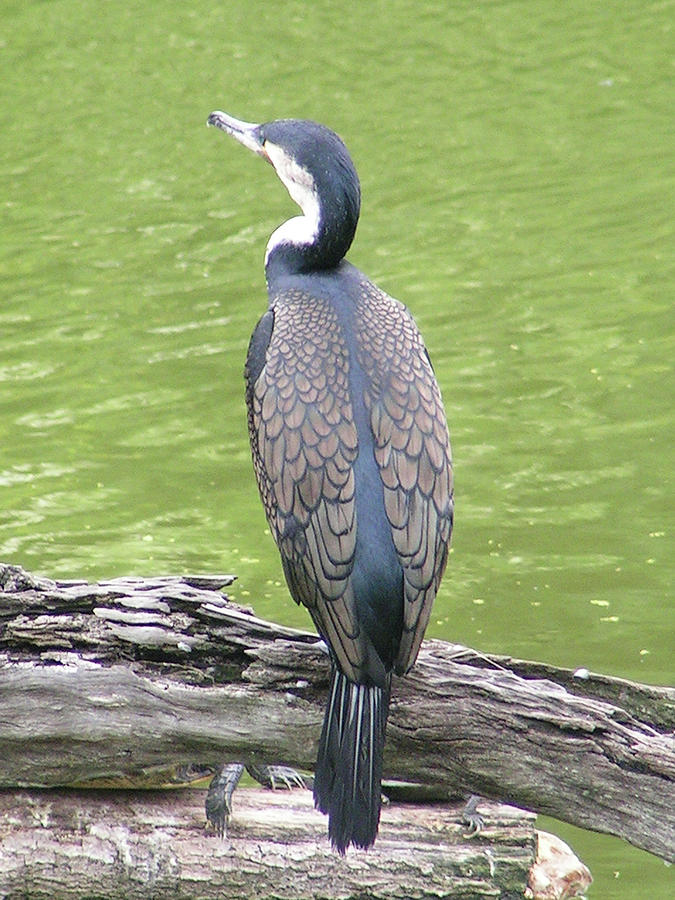 White-breasted Great Cormorant Photograph by Heather E Harman
