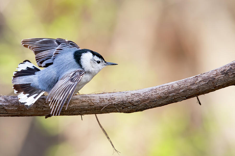 White-breasted Nuthatch - 2020032501 Photograph by Mike Timmons | Pixels