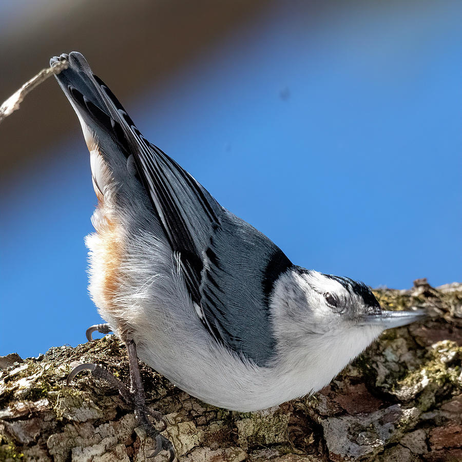 White Breasted Nuthatch 25 Photograph by Michelle McPhillips - Pixels