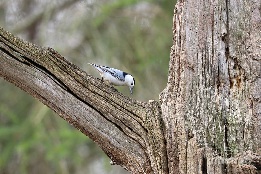 White-breasted Nuthatch 4630 Photograph by Jack Schultz