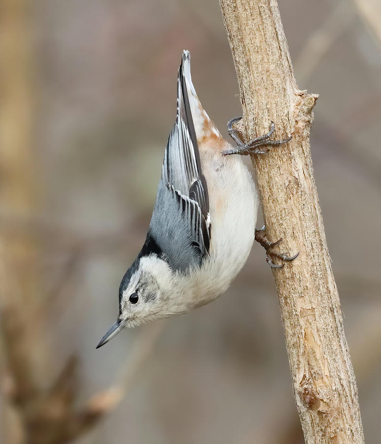 White Breasted Nuthatch 777, Indiana Photograph by Steve Gass - Fine ...