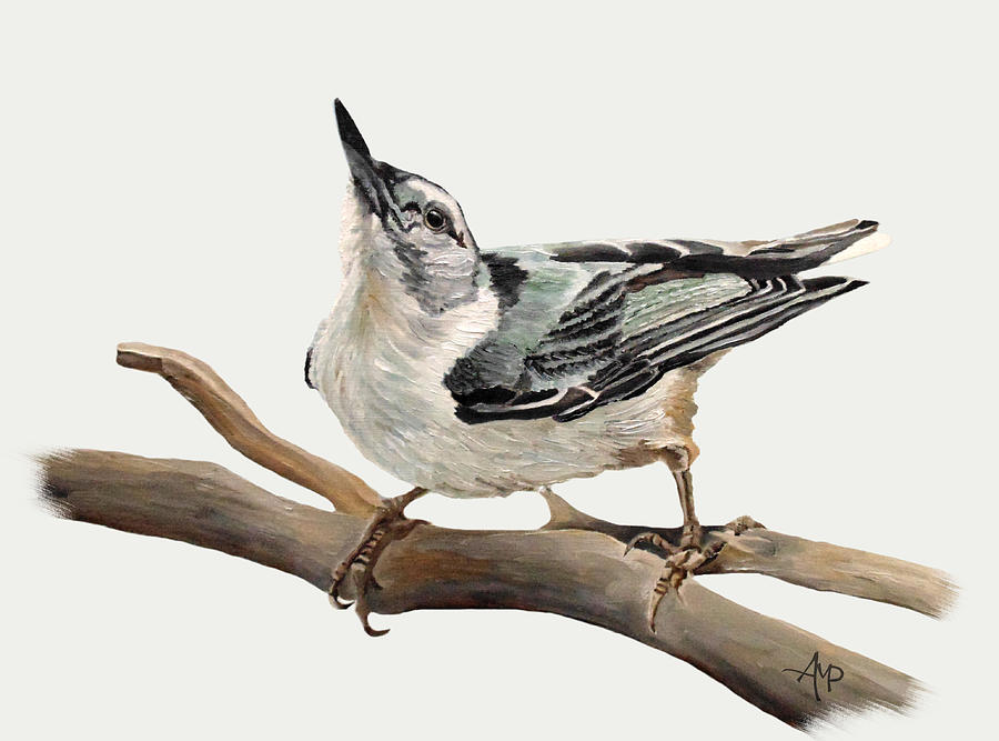 White-breasted Nuthatch Painting by Angeles M Pomata