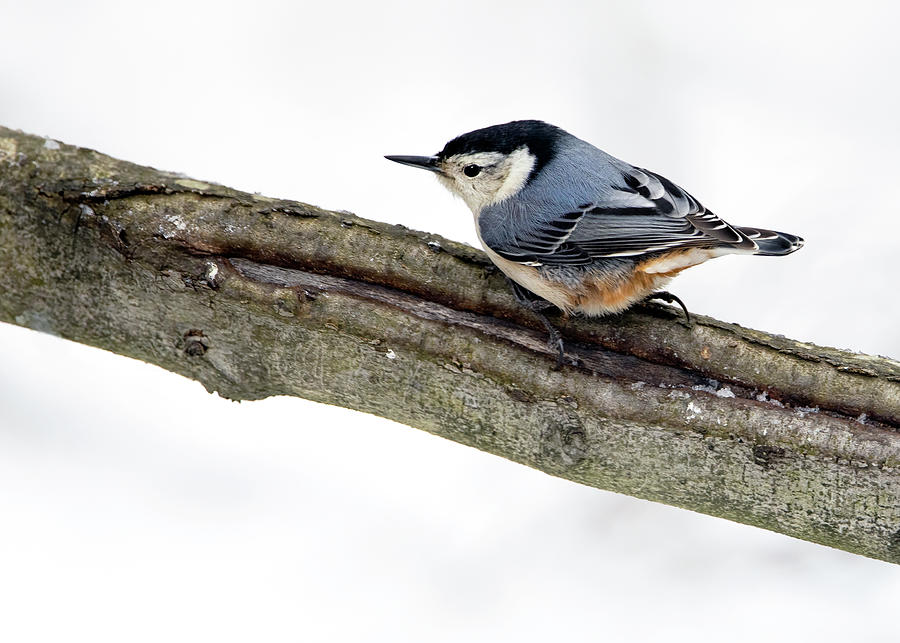 White-breasted Nuthatch  Photograph by Art Cole