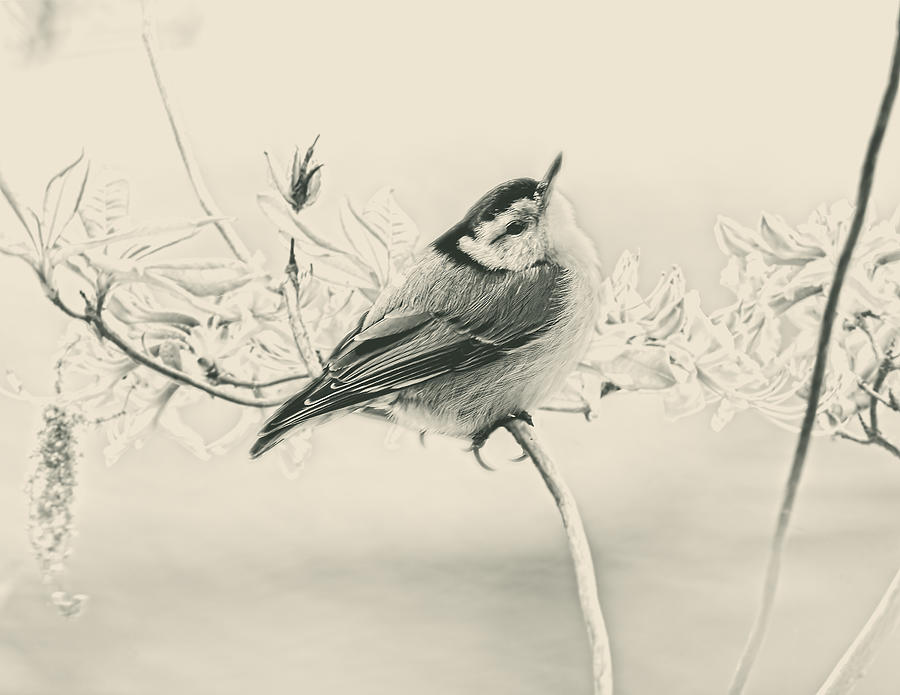 White-breasted Nuthatch - Black and White - Sepia Photograph by Carol Senske