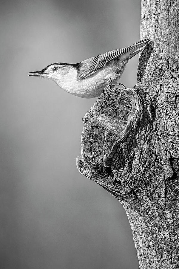 White-Breasted Nuthatch BW BW Photograph by Susan Candelario