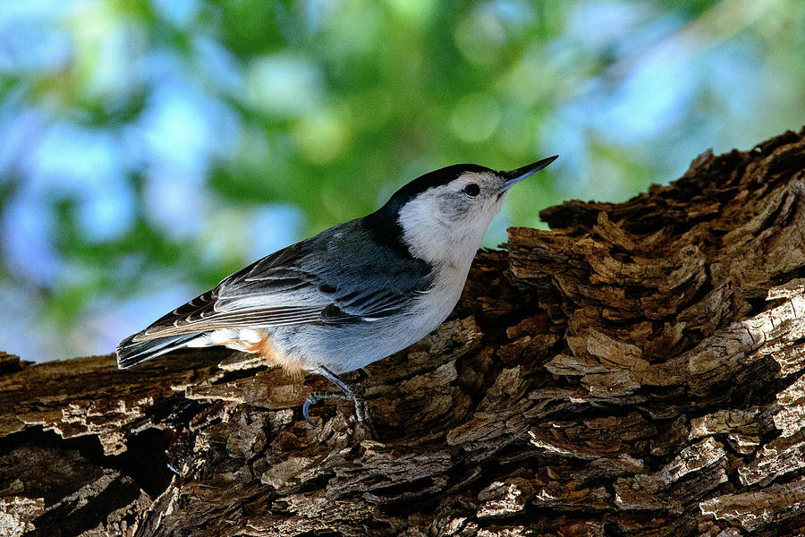 White Breasted Nuthatch Photograph by CF King - Fine Art America