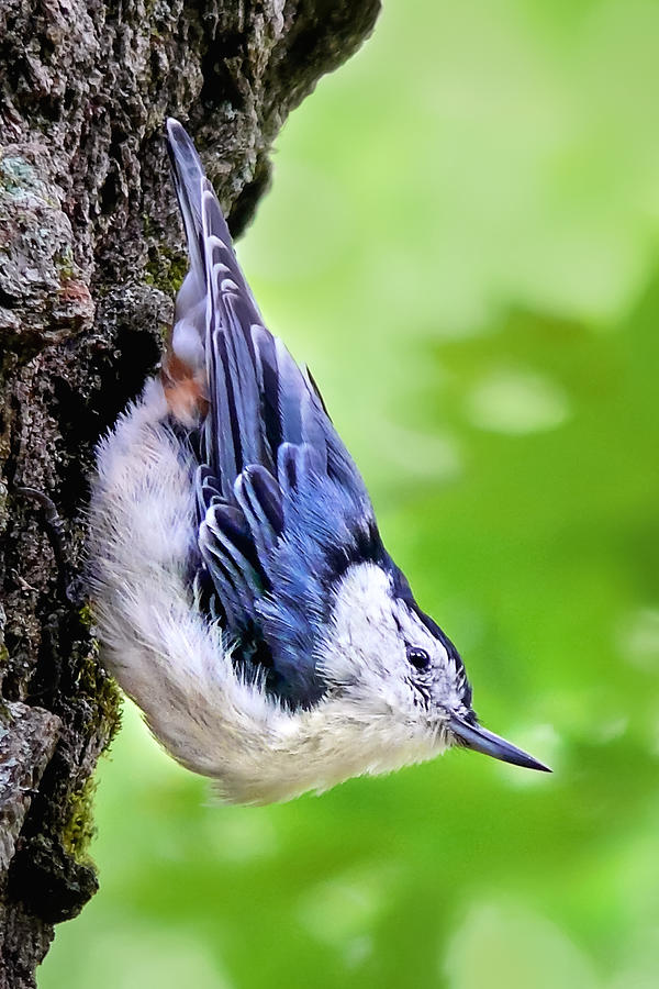 White Breasted Nuthatch Photograph by Christina Rollo