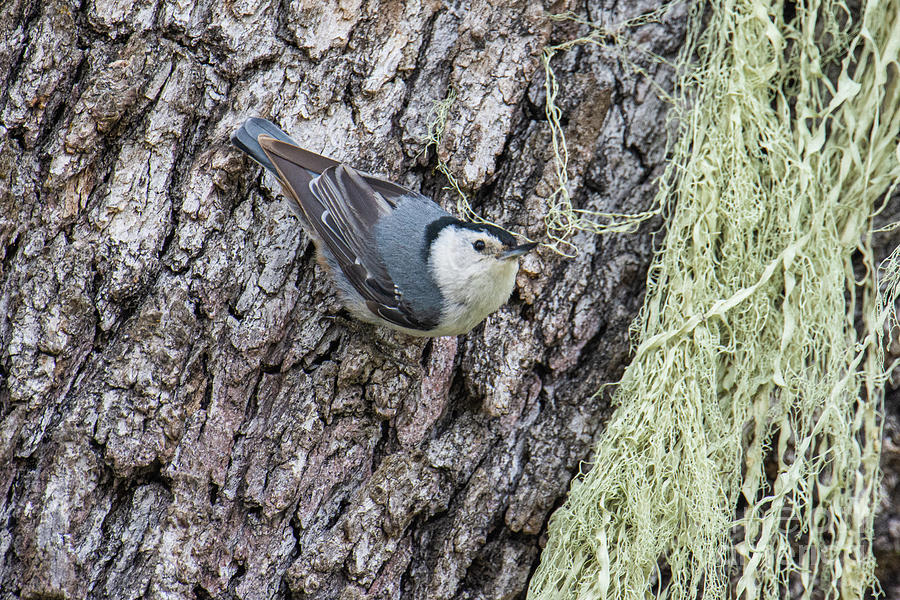 White Breasted Nuthatch Photograph by Craig Leaper