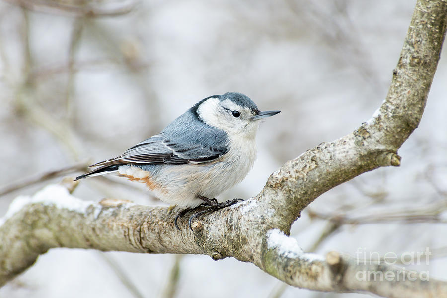 White-breasted Nuthatch D010978 Photograph by Daniel Dempster