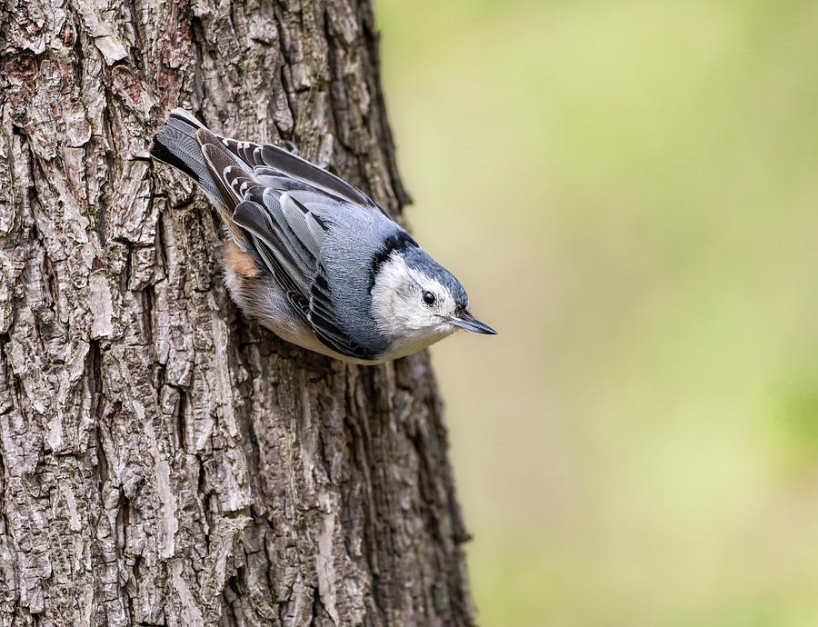 Bird Photograph - White-breasted Nuthatch by Dan Sproul