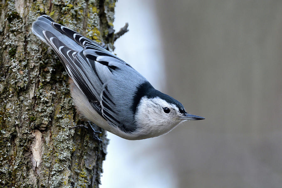 White-breasted Nuthatch Photograph by David Porteus