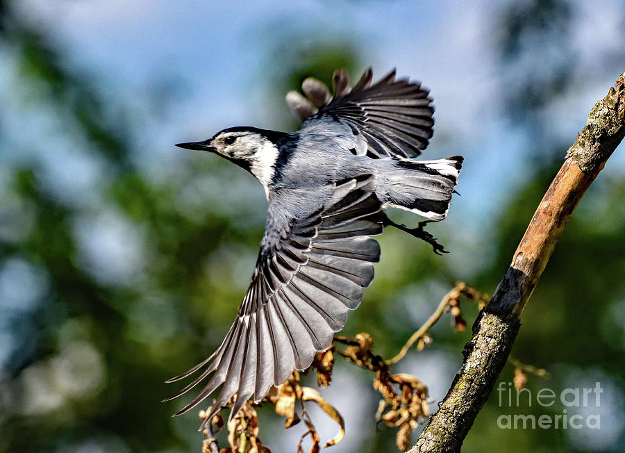 White-breasted Nuthatch In Flight Photograph