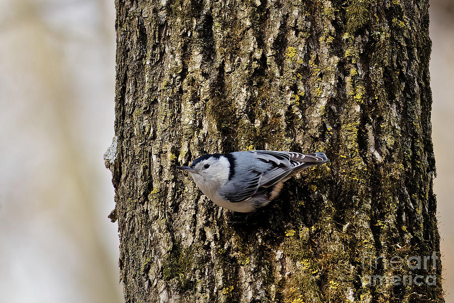 White Breasted Nuthatch in Spring 2 Photograph by Natural Focal Point Photography