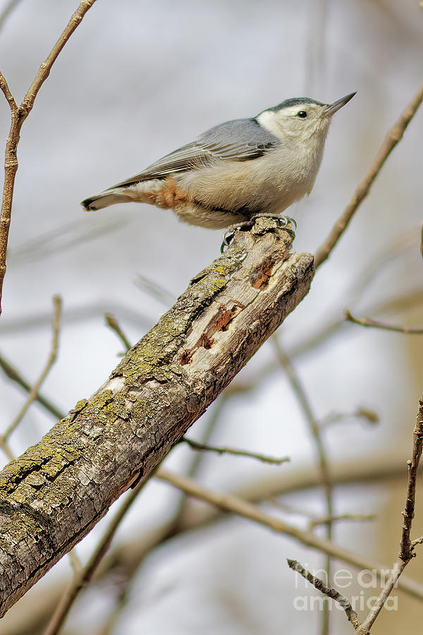 White Breasted Nuthatch in Spring Photograph by Natural Focal Point Photography