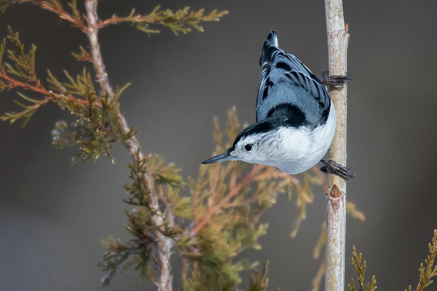 White Breasted Nuthatch Photograph by Linda Shannon Morgan