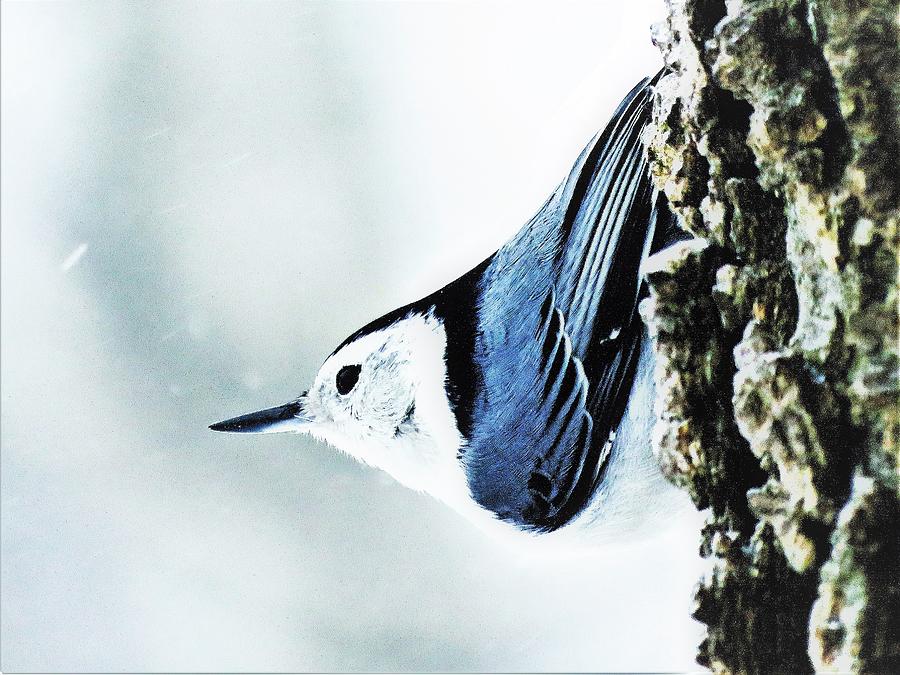 White Breasted Nuthatch  Photograph by Lori Frisch