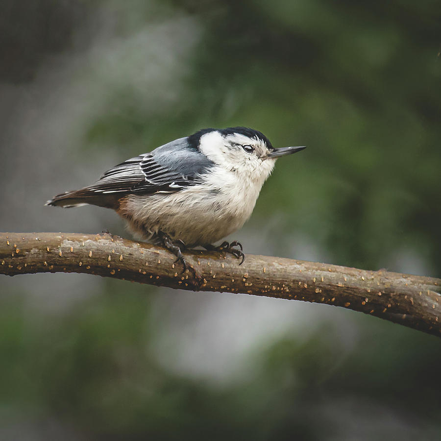 White-Breasted Nuthatch Photograph by Lori Rowland