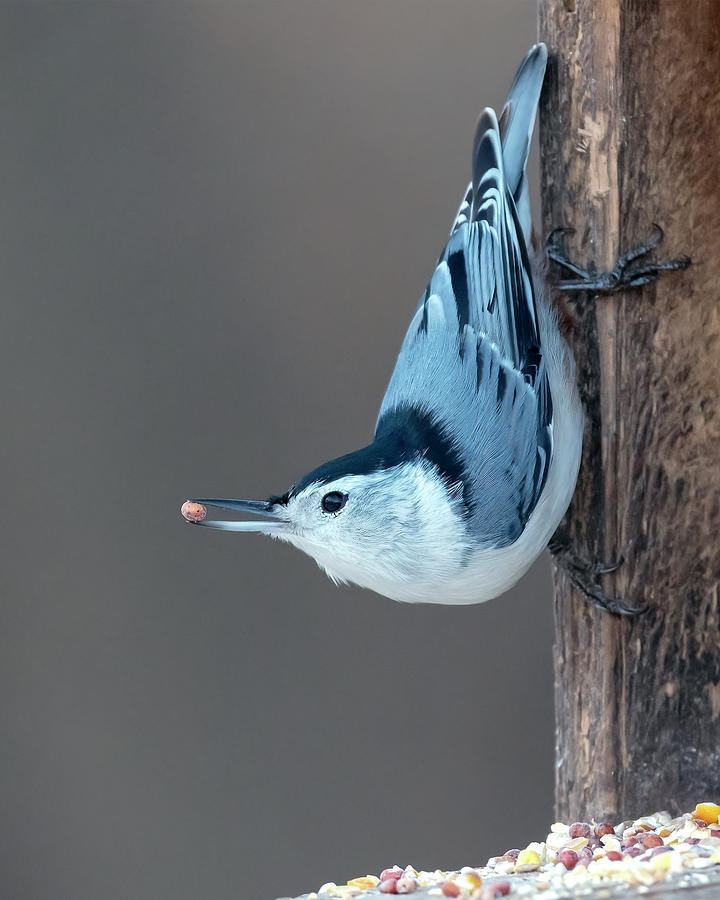 White Breasted Nuthatch - Male Photograph by Rick Shea