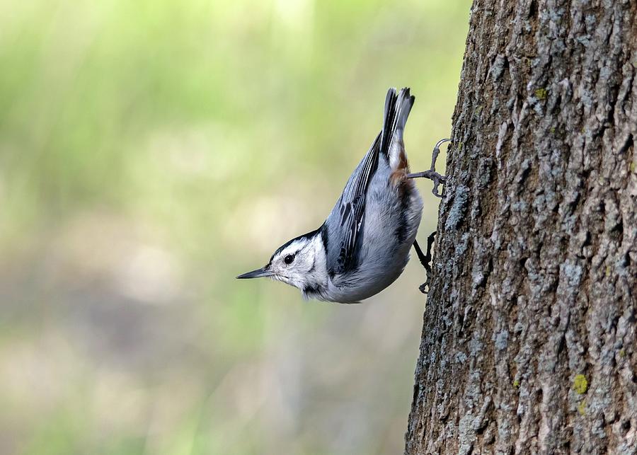 White-breasted Nuthatch Photograph
