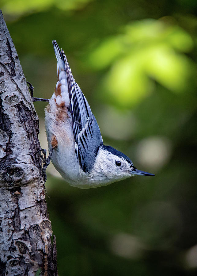 White-breasted Nuthatch Photograph by Mike Brickl - Pixels