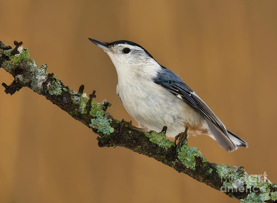 White-breasted Nuthatch on lichen branch BI8749 Photograph by Mark Graf
