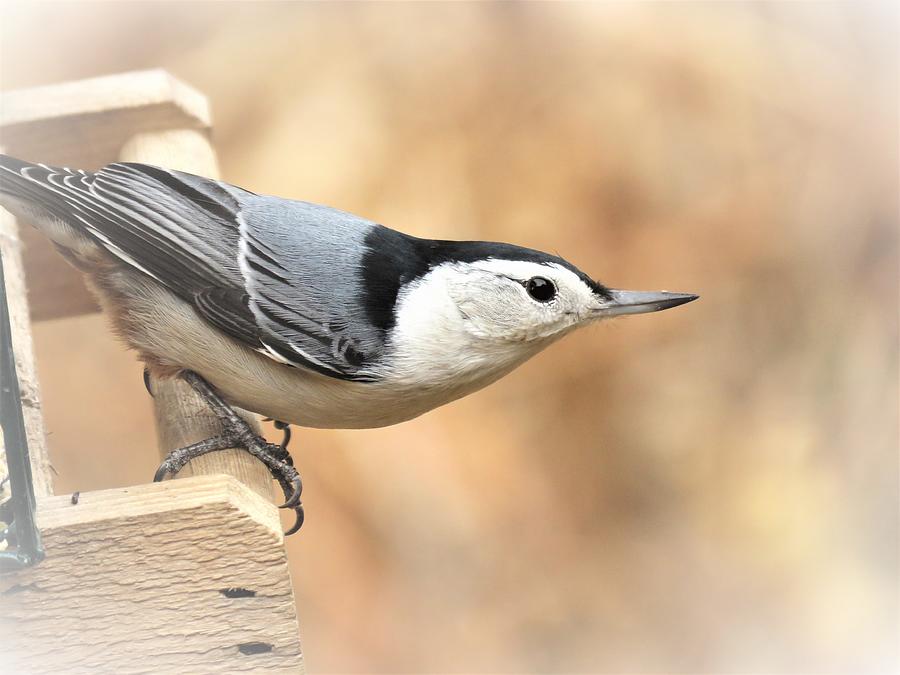 White-breasted Nuthatch Points The Way Photograph By Lori Frisch - Pixels