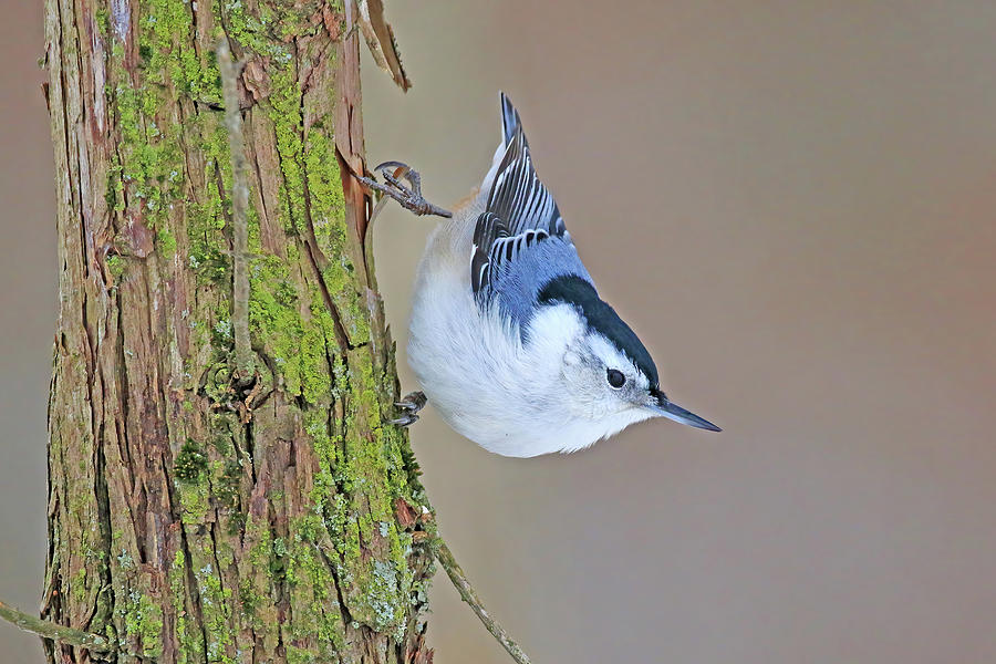 White-breasted Nuthatch Photograph by Shixing Wen