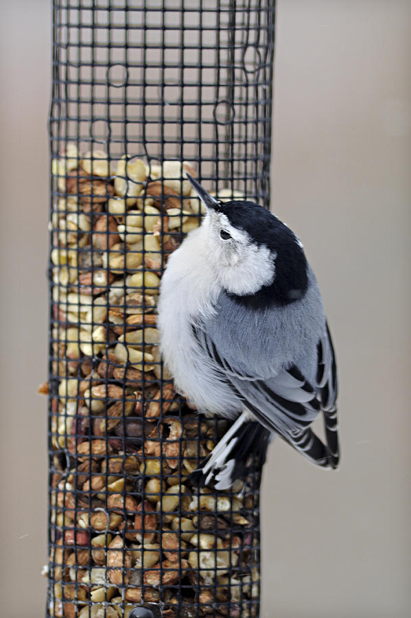 White-breasted Nuthatch, Sitta carolinensis, on a peanut feeder. Frequently seen around bird feeders and likes suet, peanuts and a variety of seeds. Michigan. USA Photograph by Ed Reschke