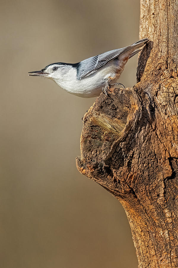 White-Breasted Nuthatch Photograph by Susan Candelario